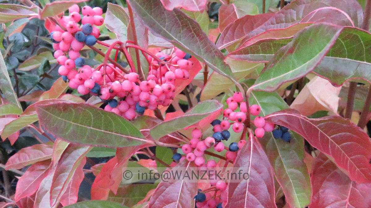 Viburnum nudum Pink Beauty 03 Beeren rosa+blau.JPG